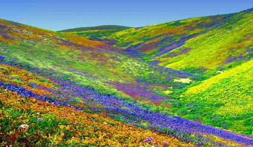 valley of flower