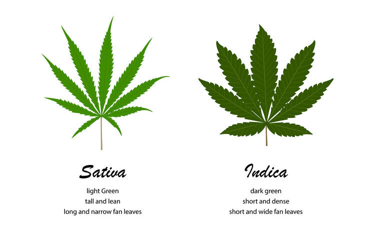 Indica, Sativa